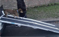 dog walking down folded dog ramp 