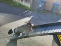 dog running down folding dog ramp from boot