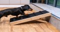 sausage dog running up wooden step ramp for dogs