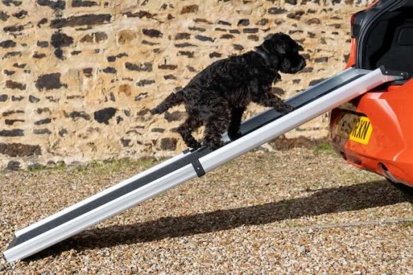 Dog going up telescopic dog ramp into car boot 