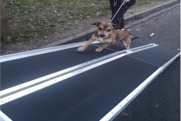 Dog going up wide dog ramp