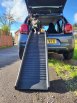 dog at the top of folding dog ramp