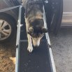 Luxury Telescopic Dog Ramp for Cars (1800mm x 90kg capacity)