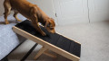 small, brown dog going down a step ramp onto from bed