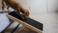 small, brown dog going down a step ramp onto from bed