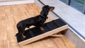 sausage dog going up step ramp