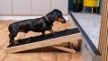 sausage dog going up step ramp for dogs