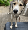 Dog on rubber ramp