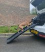 Dog walking up a folding lightweight pet ramp from the boot of a car