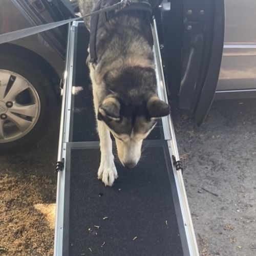 Dog ramp halfords new arrivals