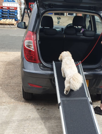 Telescopic Dog Ramp 1800mm x 355mm 90kg capacity The Ramp People
