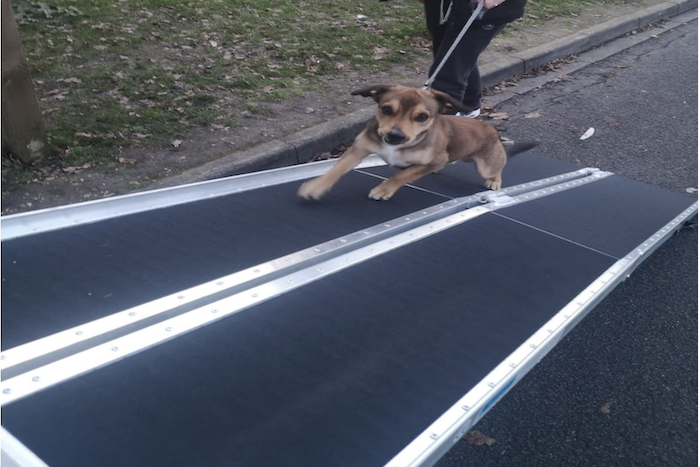 Metal dog ramp 2025