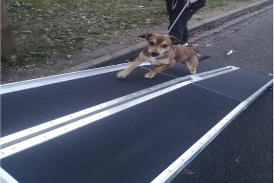 Dog going up wide dog ramp