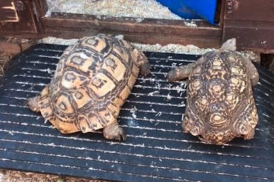 Reptiles going up ramp 