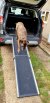 Dog coming out of car on to pet ramp 