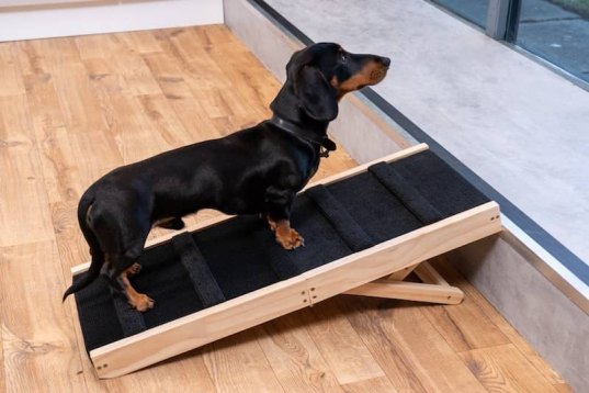 sausage dog going up wooden step ramp