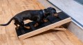 black sausage dog going up dog step ramp
