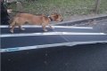 Dog going down wide dog ramp
