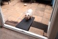 Dog walking up rubber ramp into home 