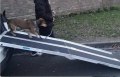 dog walking down folded dog ramp