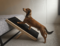 brown dog going up step ramp onto a bed