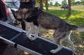Luxury Telescopic Dog Ramp for Cars (1800mm x 90kg capacity)