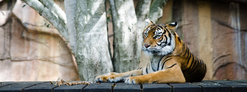 London Zoo is an accessible UK tourist attraction