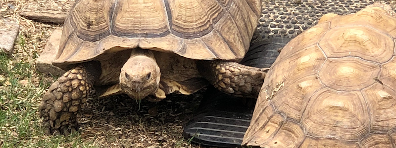 tortoises on our rubber threshold wheelchair ramp