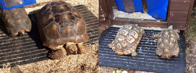 tortoises on a rubber threshold ramp