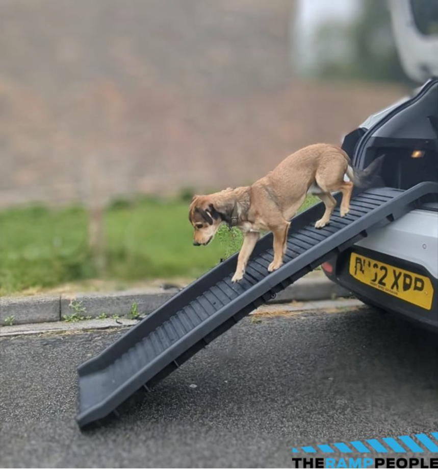 Dog Ramp with dog on the ramp