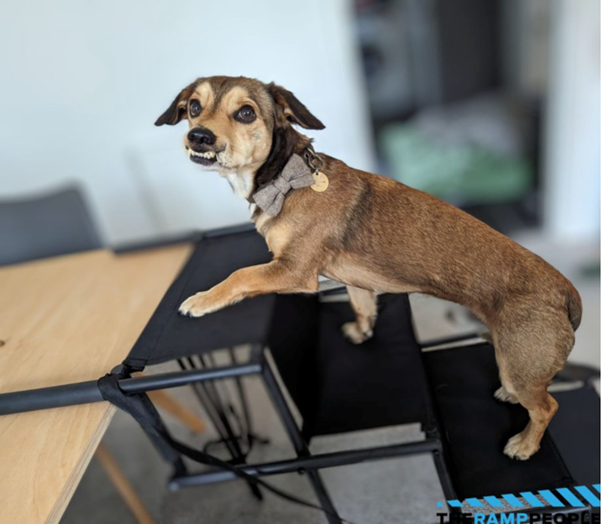 Cute dog in a bow tie climbing up the pet steps